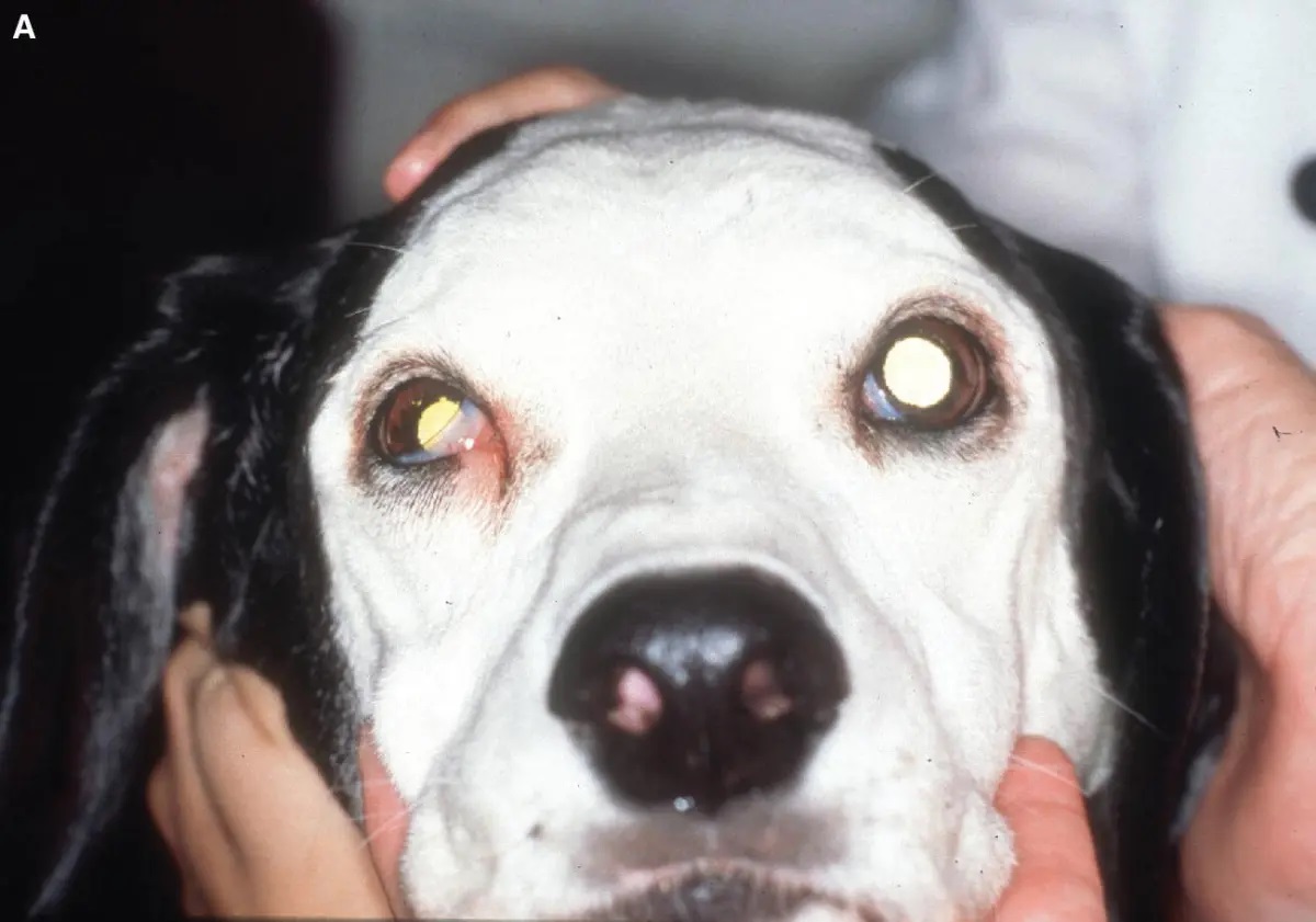 Veterinar la domiciliu Bucuresti