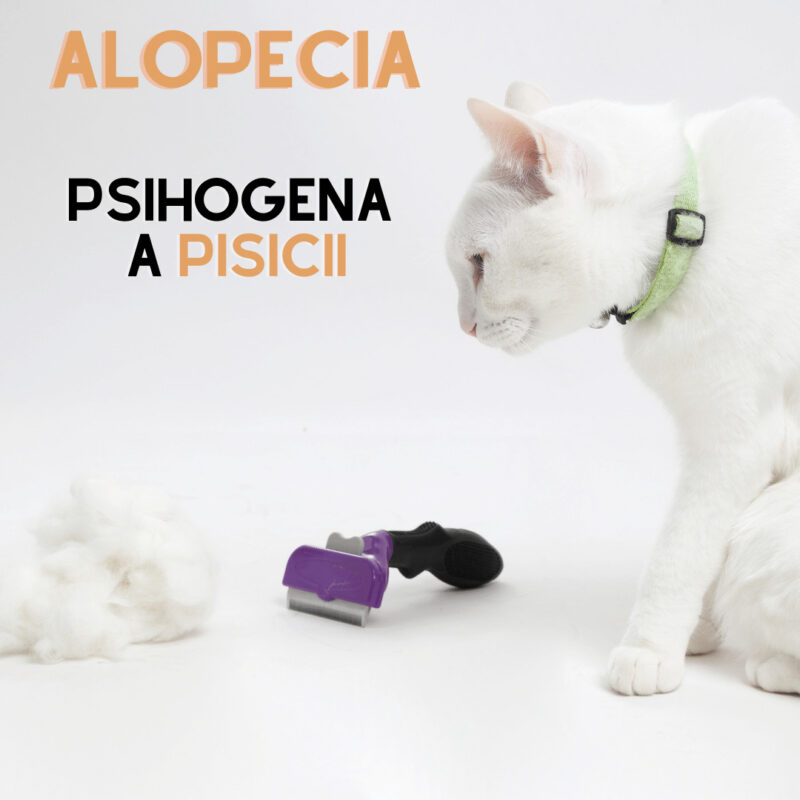 Alopecia psihogena a pisicii