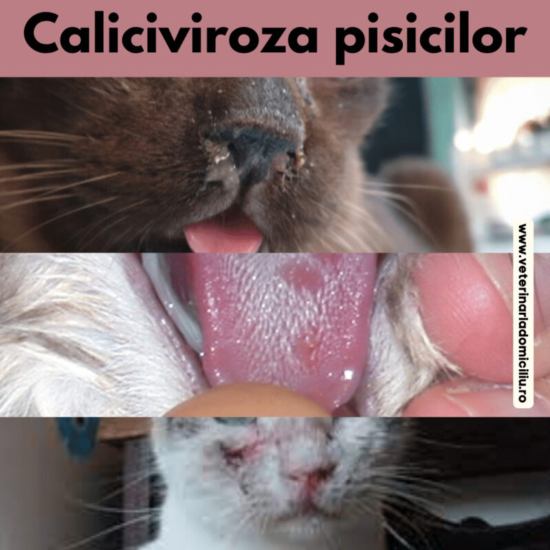 Caliciviroza la pisici