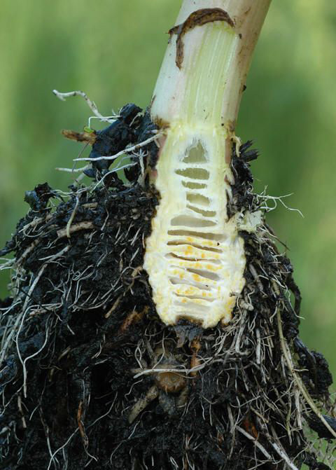 Veterinar la domiciliu Bucuresti