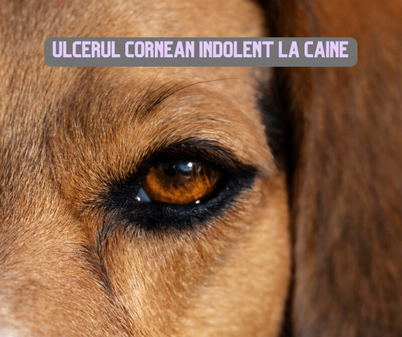 Ulcerul cornean indolent la caine