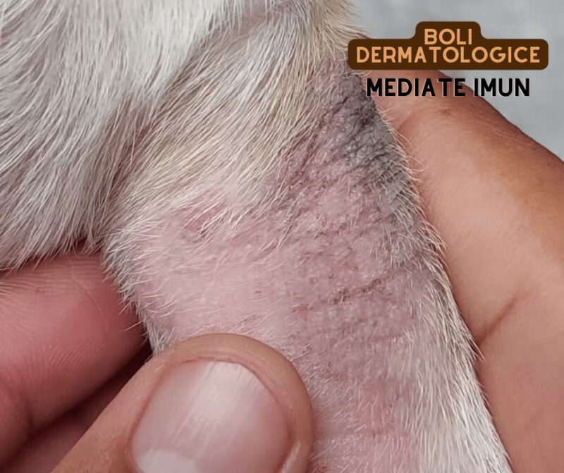 boli dermatologice la caini