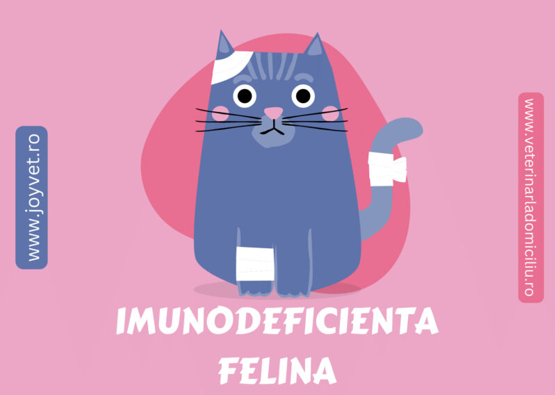 imunodeficienta felina