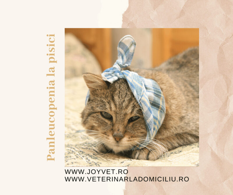 panleucopenia la pisici