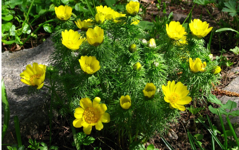 Veterinar la domiciliu Bucuresti