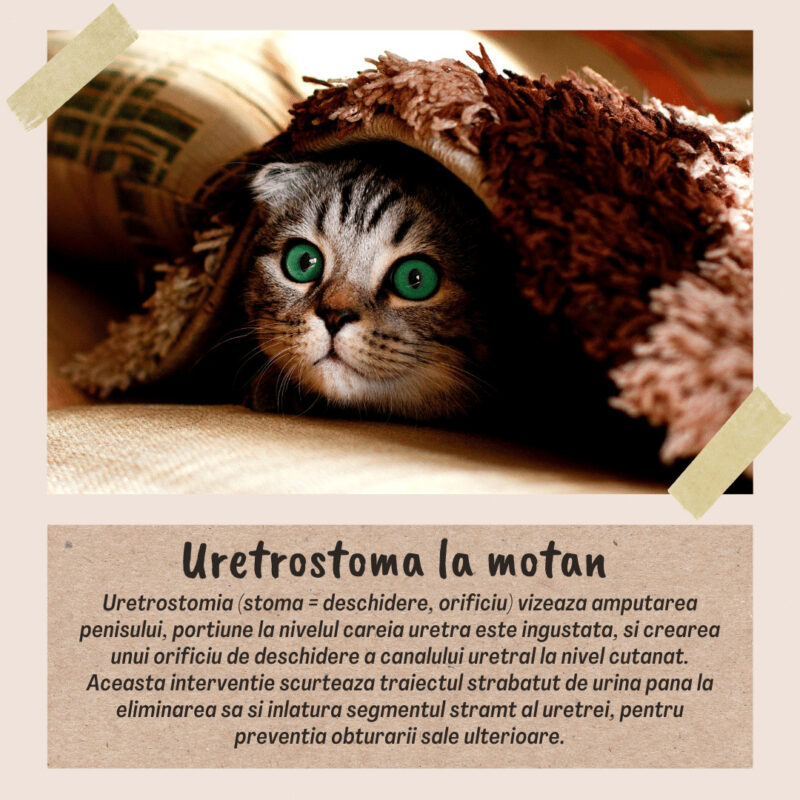 uretrostoma la motan