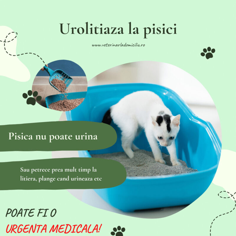 urolitiaza la pisici