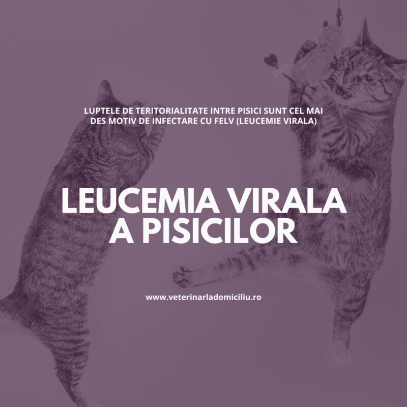 Leucemia virala a pisicilor