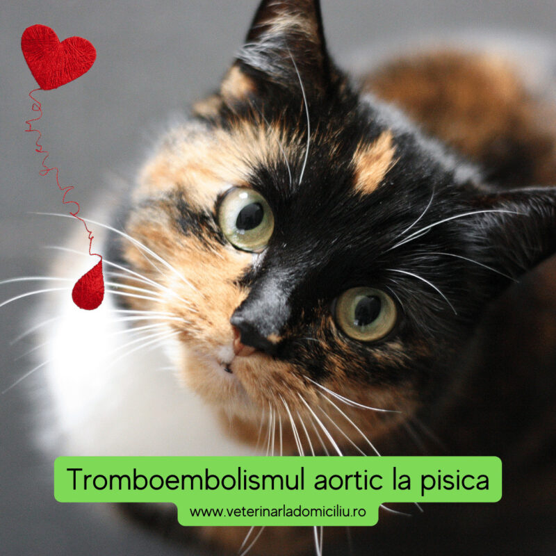 Tromboembolismul aortic la pisica