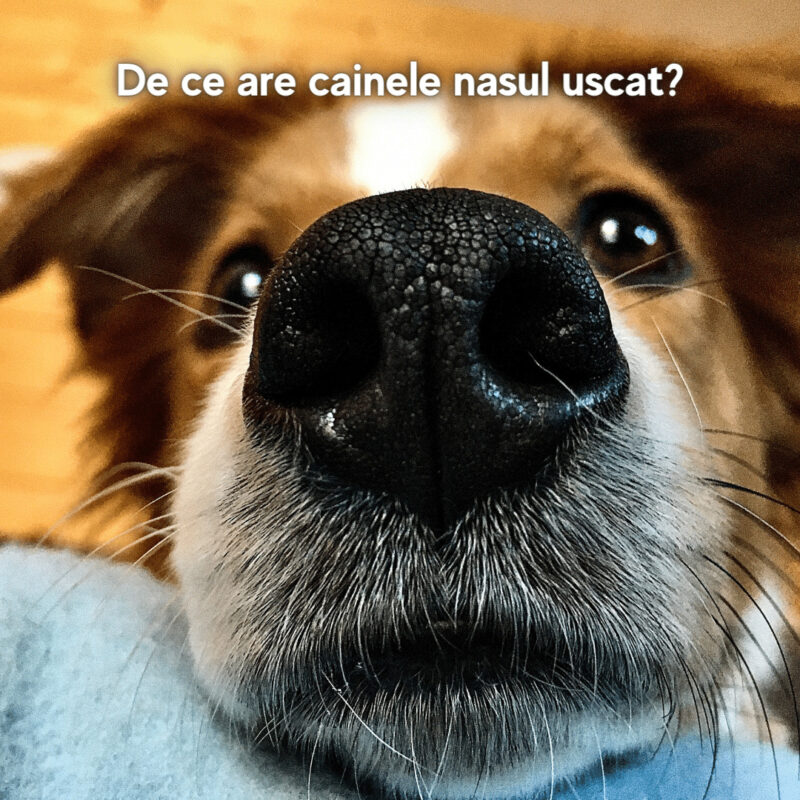 De ce are cainele nasul uscat