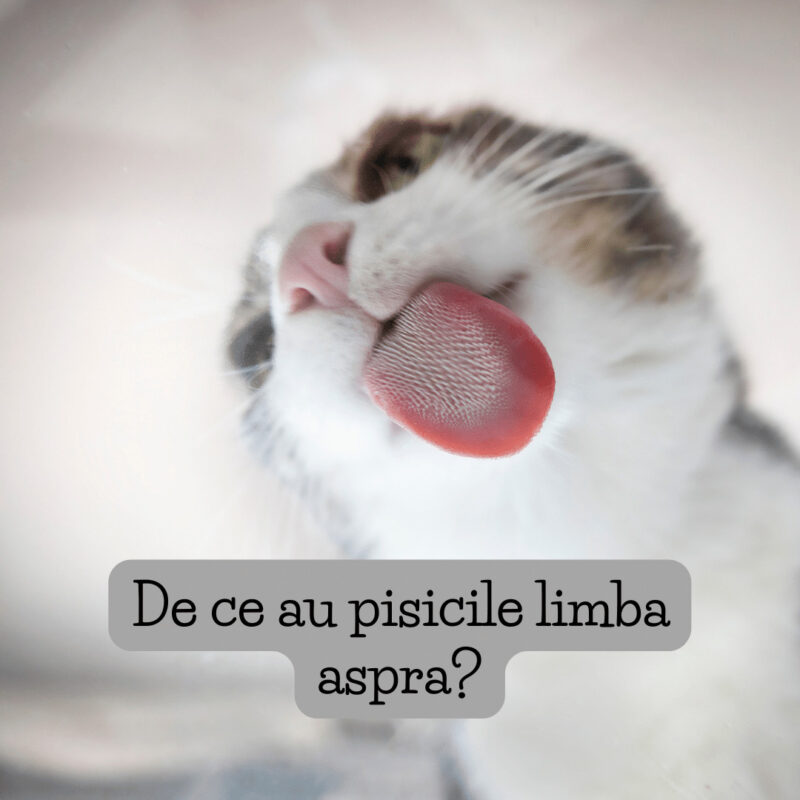 De ce au pisicile limba aspra