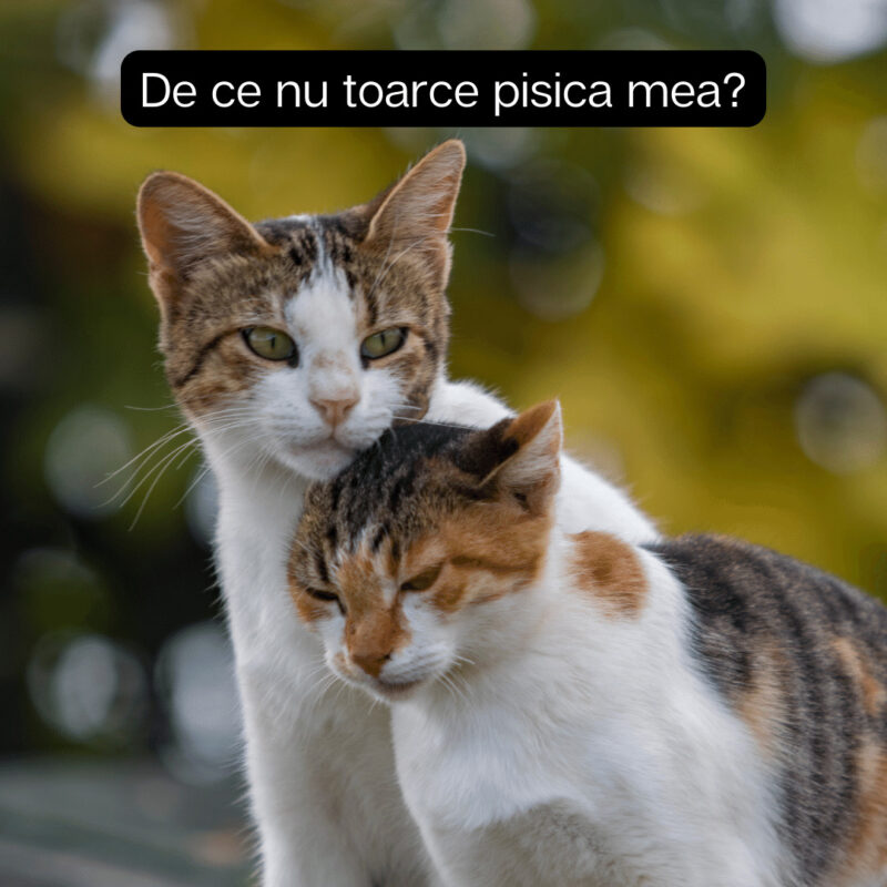 De ce nu toarce pisica mea