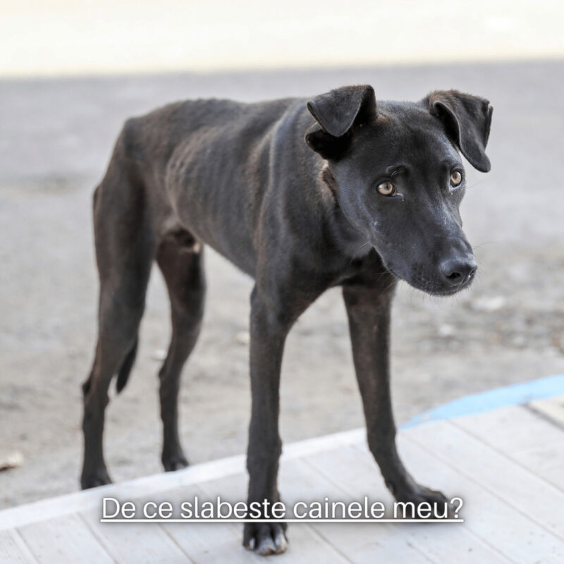De ce slabeste cainele meu