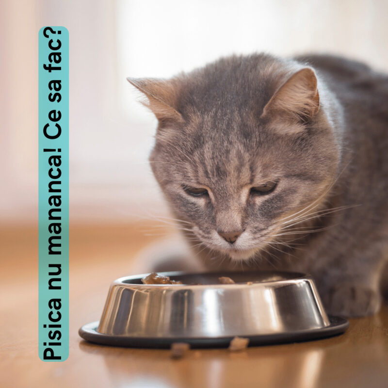 Pisica nu mananca! Ce sa fac