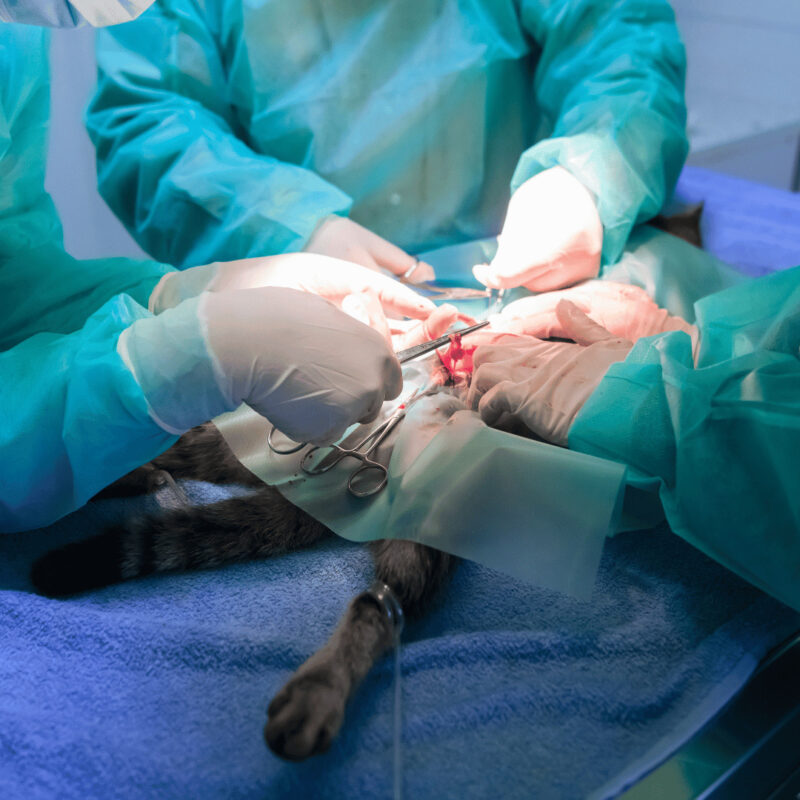 Pret sterilizare pisica