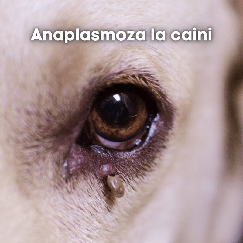 Anaplasmoza la caini