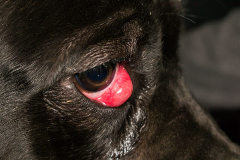 Cherry eye (se poate observa prolapsul glandei pleoapei a III-a ce seamana cu o cireasa)