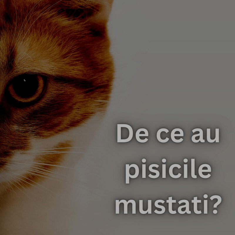 De ce au pisicile mustati