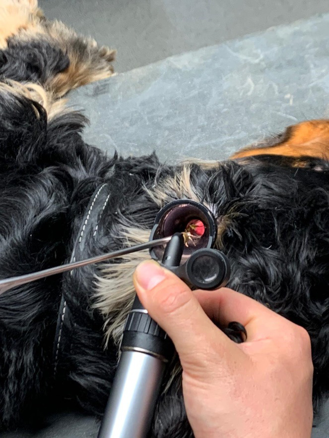 Veterinar la domiciliu Bucuresti
