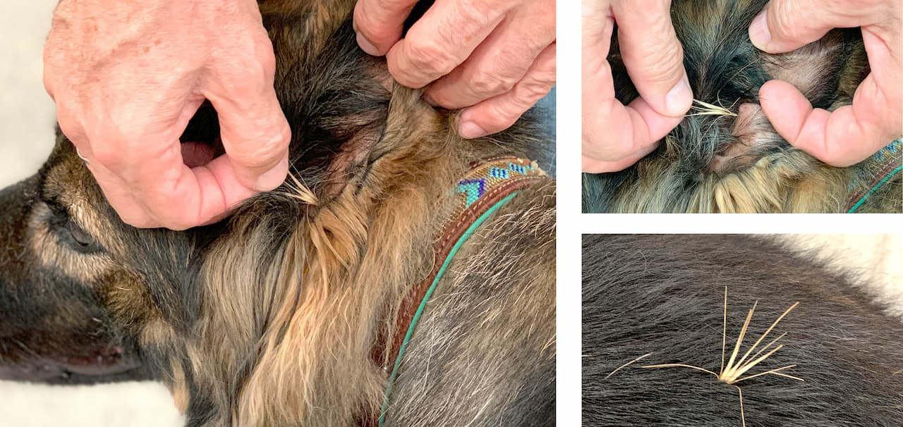 Veterinar la domiciliu Bucuresti