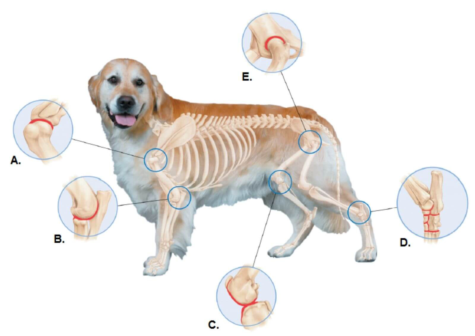 Veterinar la domiciliu Bucuresti