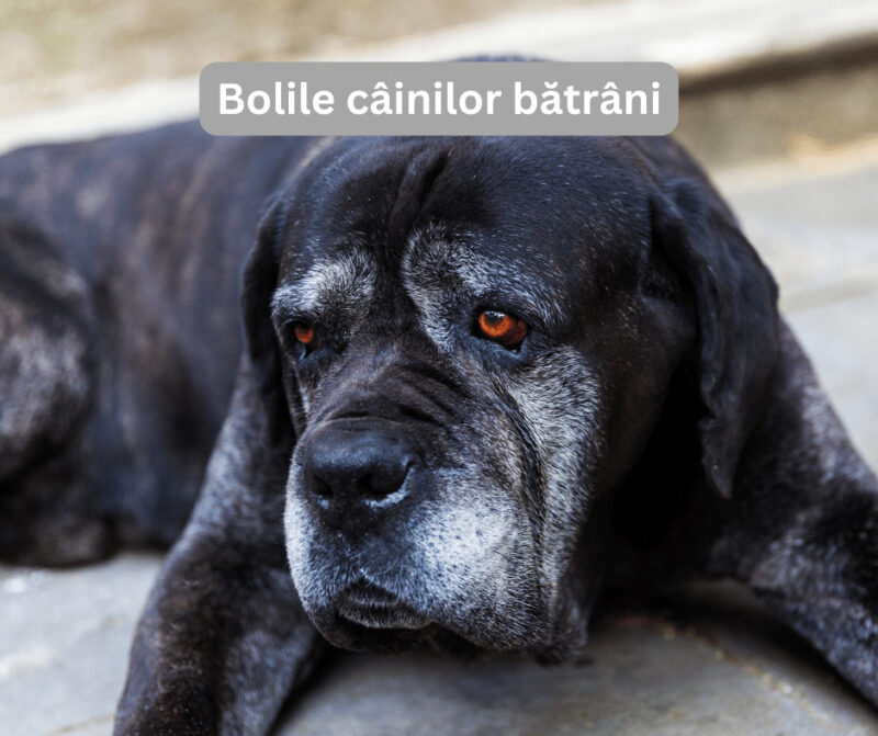 Bolile câinilor bătrâni
