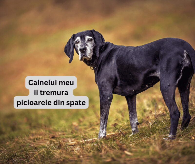 Cainelui meu ii tremura picioarele din spate