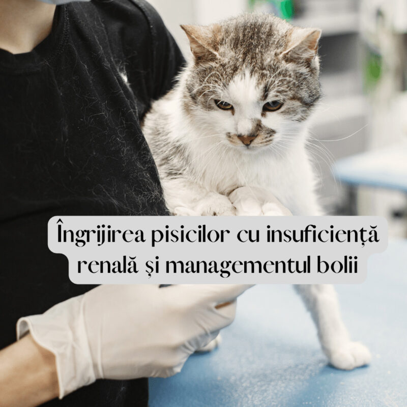 Ingrijirea pisicilor cu insuficienta renala si managementul bolii