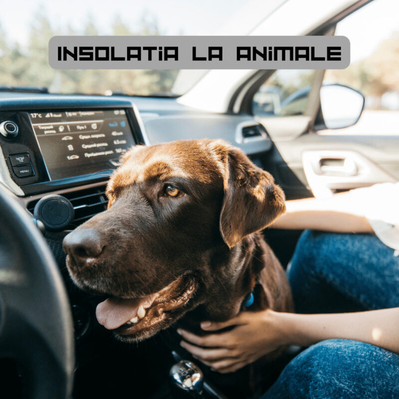 Insolatia la animale