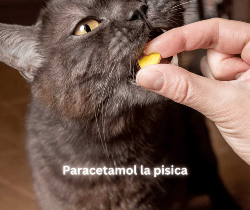 Paracetamol la pisica