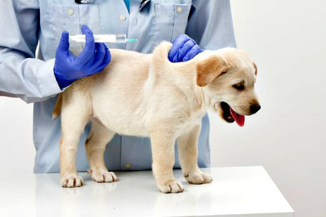 Veterinar la domiciliu Bucuresti