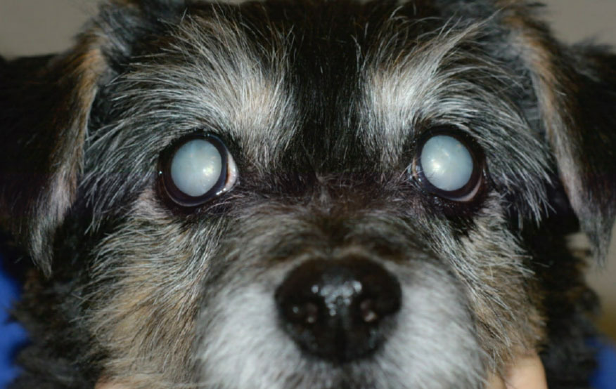 Veterinar la domiciliu Bucuresti