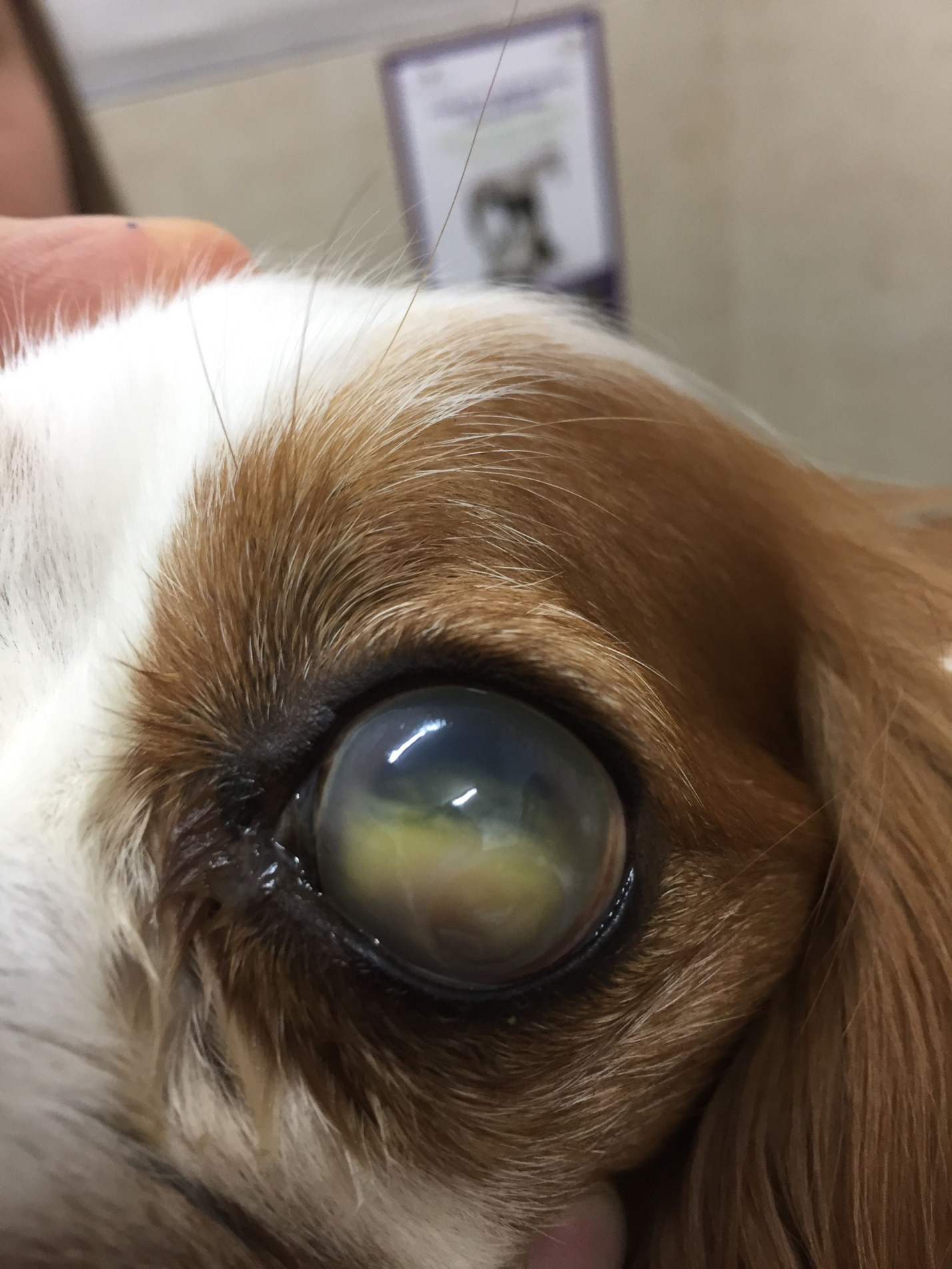 Veterinar la domiciliu Bucuresti