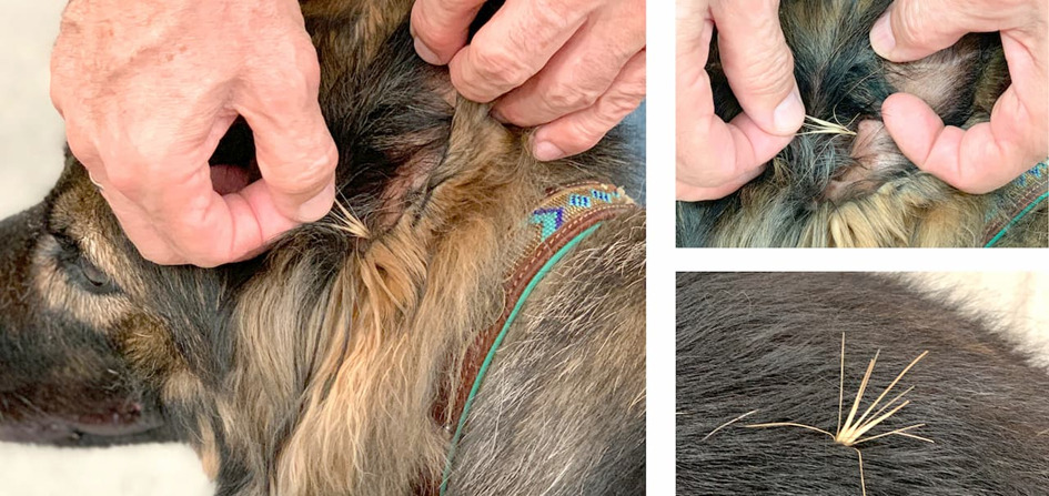 Veterinar la domiciliu Bucuresti