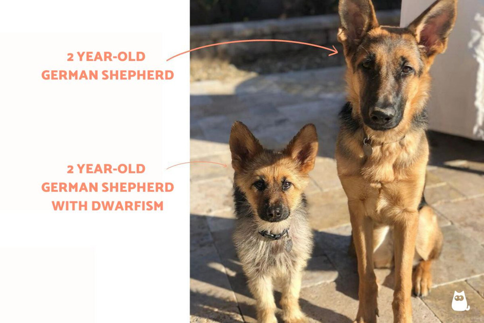 Veterinar la domiciliu Bucuresti