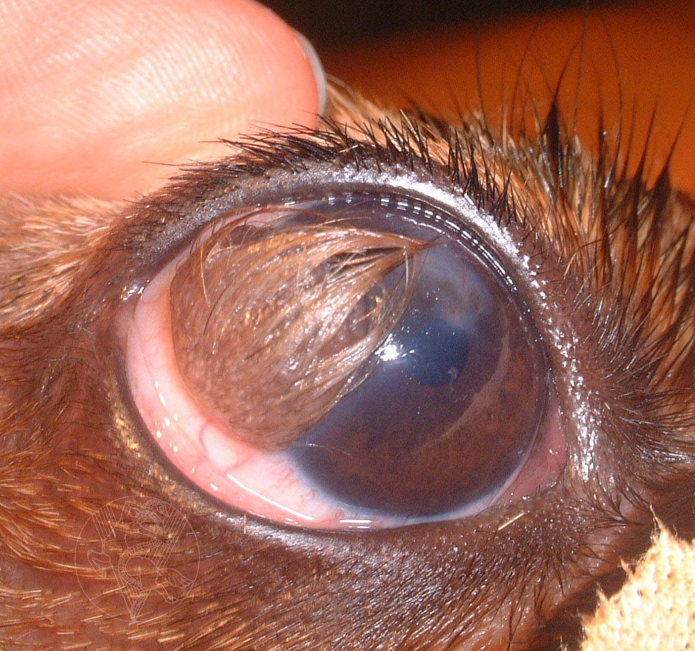 Veterinar la domiciliu Bucuresti