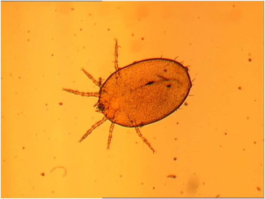 Veterinar la domiciliu Bucuresti