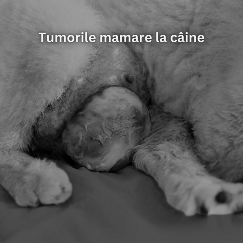 Tumorile mamare la caine