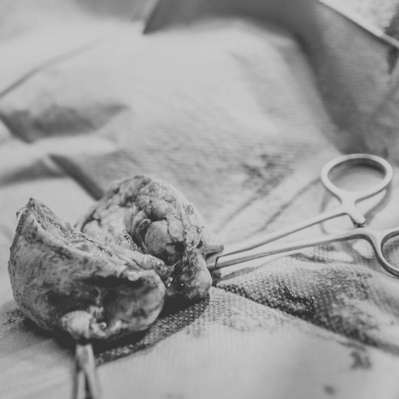 mastocitomul la caine