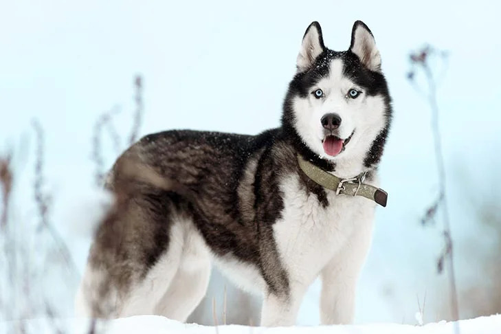 Veterinar la domiciliu Bucuresti