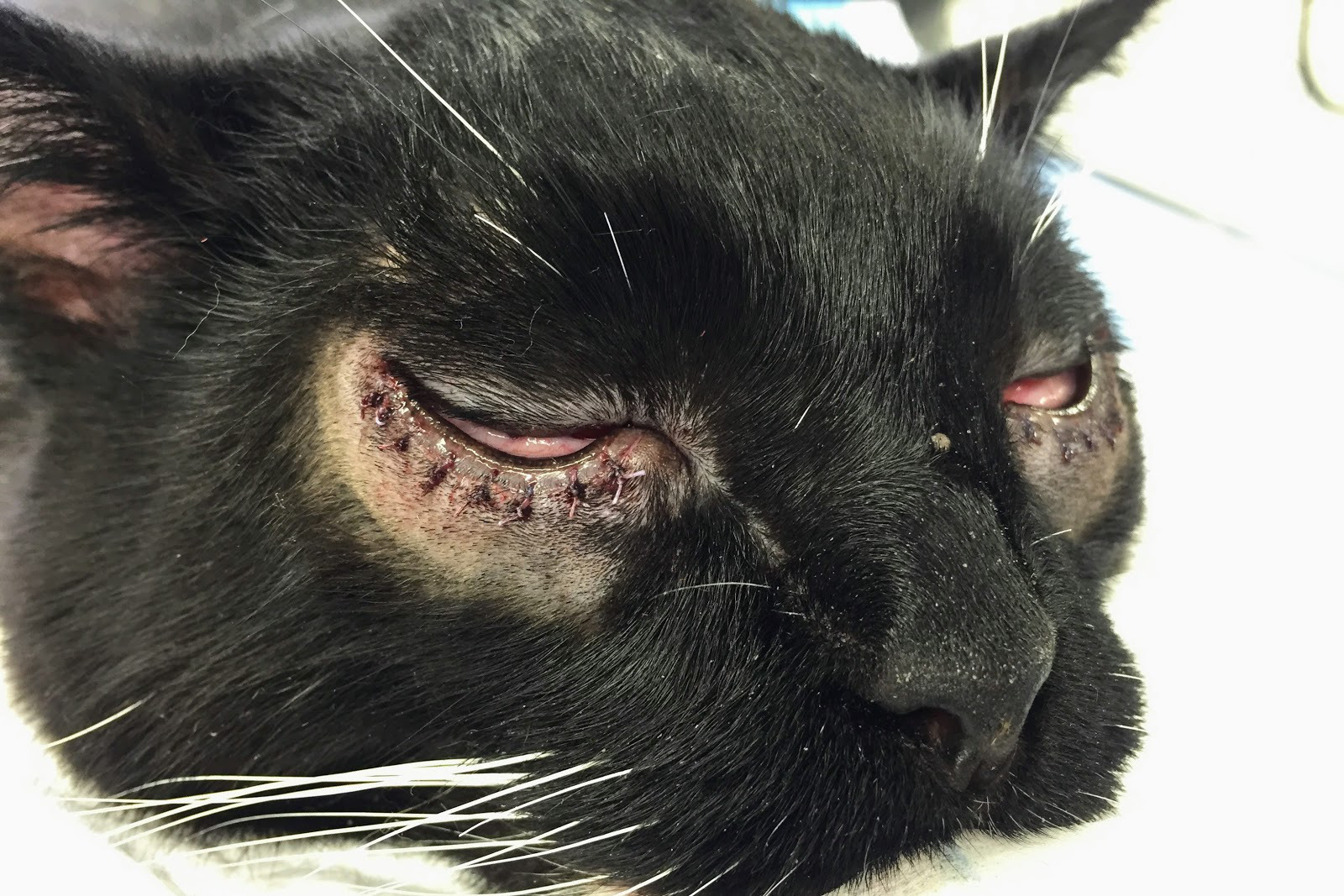 Veterinar la domiciliu Bucuresti