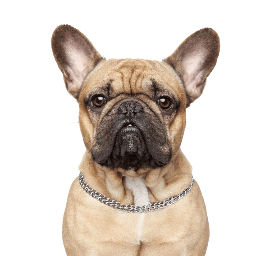 Veterinar la domiciliu Bucuresti