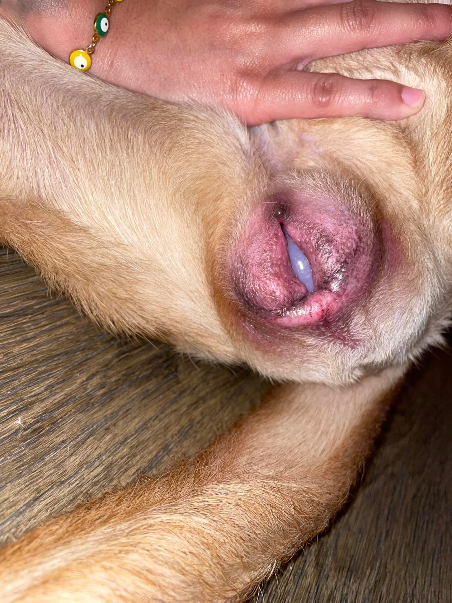 Veterinar la domiciliu Bucuresti