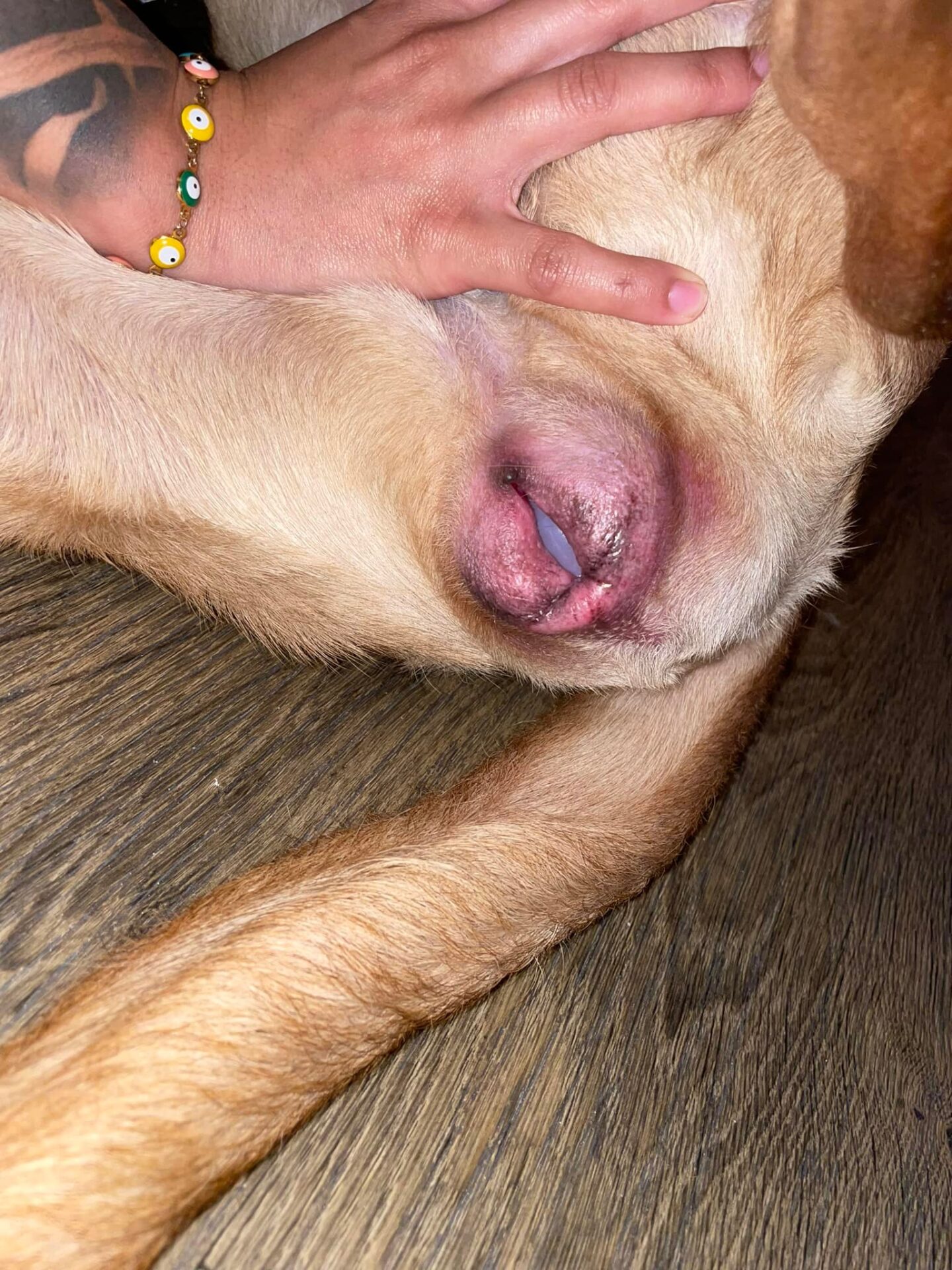 Veterinar la domiciliu Bucuresti