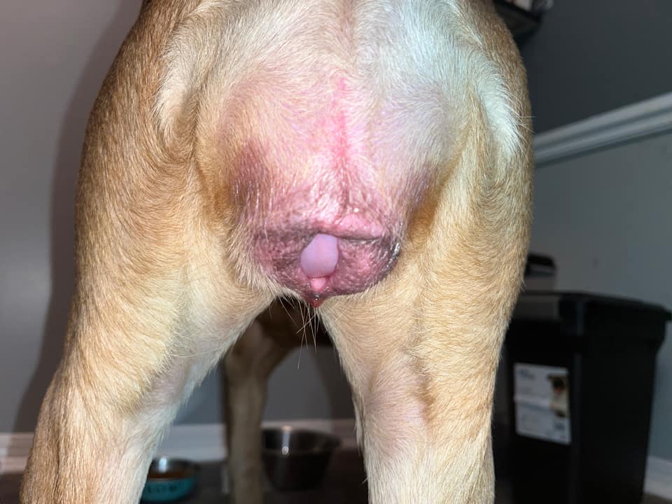 hiperplazie vaginala