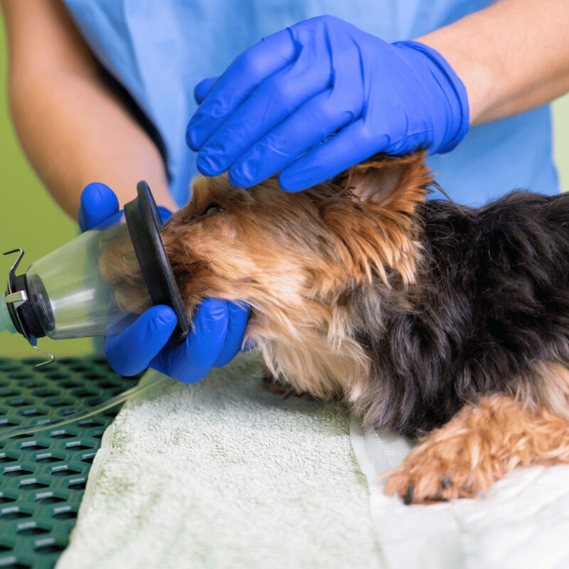 anestezia in medicina veterinara