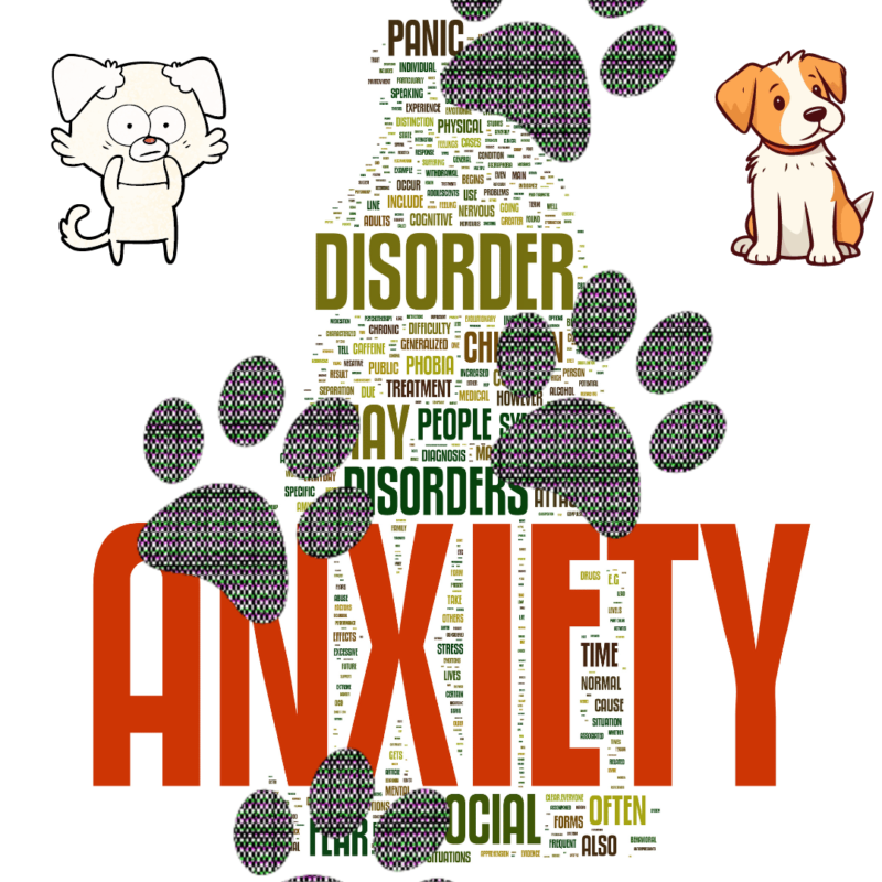 anxietate de separare caini