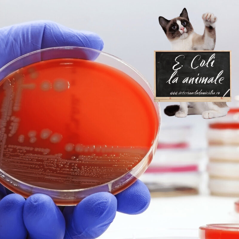 E. Coli la caini si pisici