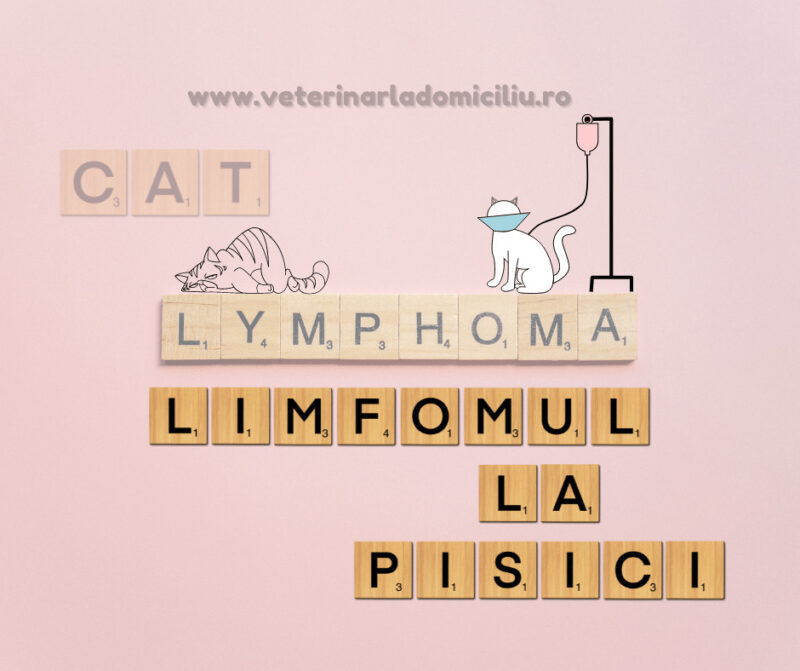 limfom pisica