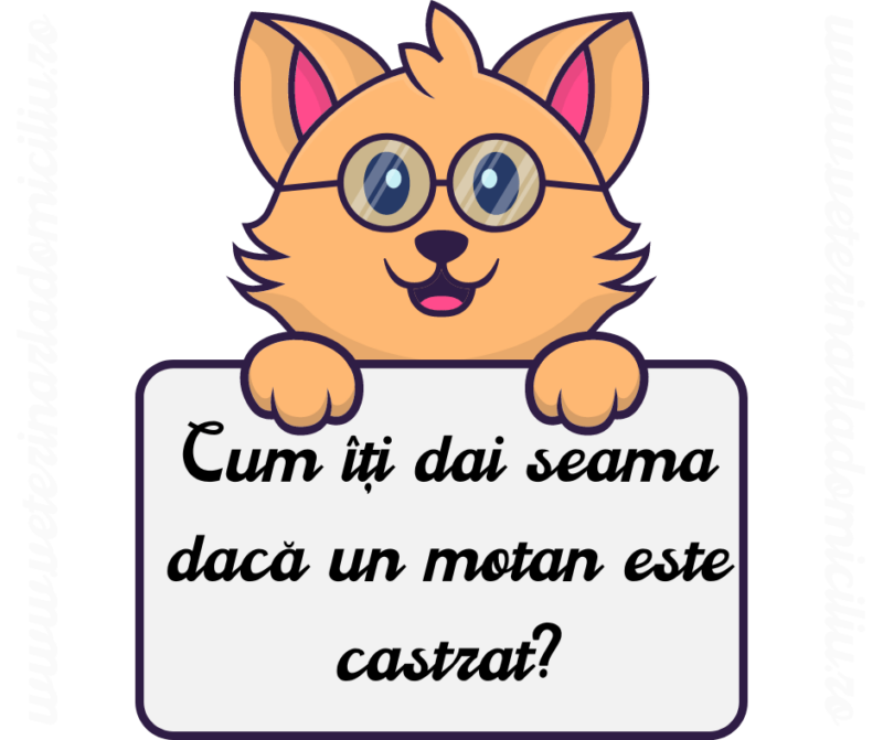 Cum iti dai seama daca un motan este castrat